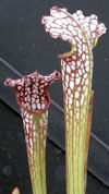 S. leucophylla - Baldwin Count