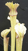 S. 'Unknown hybrid' - MK H140 