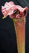S. 'Nessie'