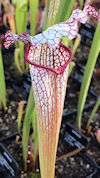 S. 'Unknown hybrid' - PJ Plant