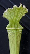 S. 'Unknown hybrid' - PJ Plant