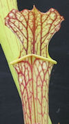 S. (leucophylla - Yellow flowe