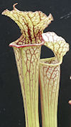 S. leucophylla - 'Helmut's Del