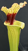S. flava var. rubricorpora - H