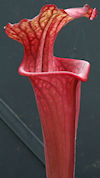 S. flava var. rubricorpora - H