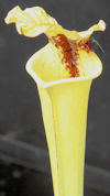 S. flava var. rubricorpora - H