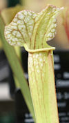 S. leucophylla - Bens Bog, Bal