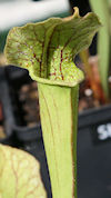 S. leucophylla - Bens Bog, Bal