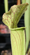 S. leucophylla - Bens Bog, Bal