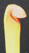 S. minor var. okefenokeensis x