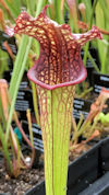 S. (flava var ornata x oreophi