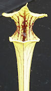 S. x moorei - Large red veined