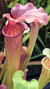 S. leucophylla - 'Schnells Gho