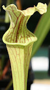 S. leucophylla - 'Schnells Gho