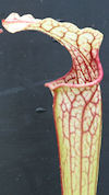 S. leucophylla - 'Schnells Gho
