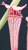 S. leucophylla - 'Schnells Gho