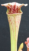 S. leucophylla - 'Schnells Gho