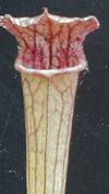S. leucophylla - Giant x (alat