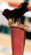 S. leucophylla - Red & white -