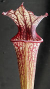S. leucophylla - Red & white x