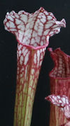 S. 'Savanna Jewel' x  leucophy