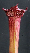 S. 'Savanna Jewel' x  leucophy
