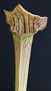 S. 'Big green, red splotch' x 