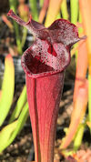 S. alata - 'Night' x leucophyl