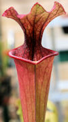 S. leucophylla - 'Burgundy' - 