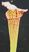 S. leucophylla - 'Burgundy' - 