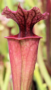 S. leucophylla - 'Burgundy' - 