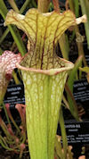 S. leucophylla - 'Burgundy' - 