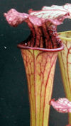 S. leucophylla - 'Burgundy' - 