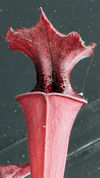 S. leucophylla - 'Burgundy' -