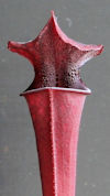 S. leucophylla - 'Burgundy' -