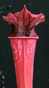 S. leucophylla - 'Burgundy' -