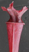 S. leucophylla - 'Burgundy' -
