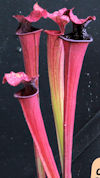 S. leucophylla - 'Burgundy' -