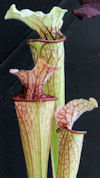 S. leucophylla - 'Burgundy' -
