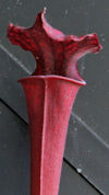 S. leucophylla - 'Burgundy' -