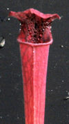 S. leucophylla - 'Burgundy' -