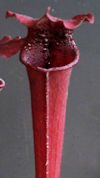 S. leucophylla - 'Burgundy' -