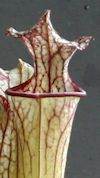 S. leucophylla - 'Burgundy' -