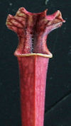 S. leucophylla - 'Burgundy' -