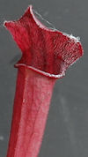 S. leucophylla - 'Burgundy' -