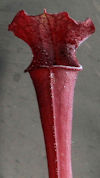 S. leucophylla - Anthocyanin f