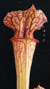S. leucophylla - Anthocyanin f