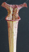 S. leucophylla - Anthocyanin f