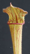 S. leucophylla - Anthocyanin f