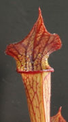 S. leucophylla - Anthocyanin f